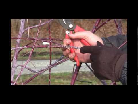 How to Prune Black Raspberry Plants in Late Winter or Early Spring