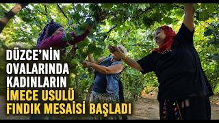  Düzce'nin Ovalarında Kadınların İmece Usulü Fındık Mesaisi Başladı