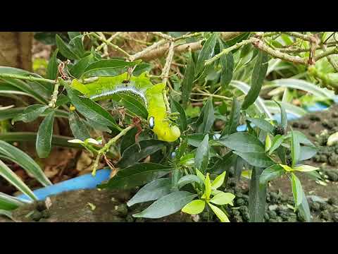 (HD) Samsung Note 8 Sample Video: Hungry Caterpillar!