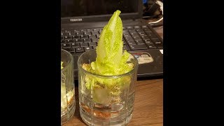 regrowing lettuce from store bought produce.  romaine lettuce regrowth,