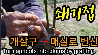 쇄기접으로 개살구를 매실로 변신시키기 Turn apricots into plums by grafting.