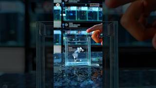 Imported White Guppy Fish Vs Black guppy Fish #shorts #guppyfish #mollyfish #youtubeshorts