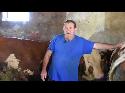 Ja bez TOVA BIKOVA ne mogu!!!