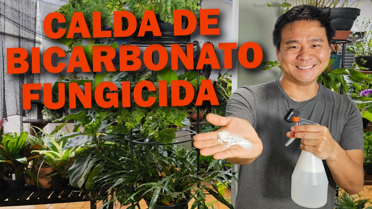 CALDA DE BICARBONATO para ACABAR COM FUNGOS NAS PLANTAS