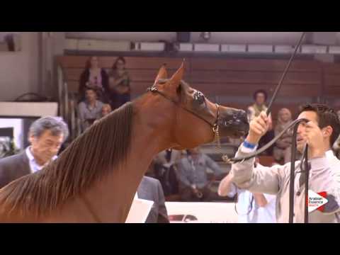 N.10 D SAFANA - Wels 2015 - Fillies 1 year old (Class 2A)