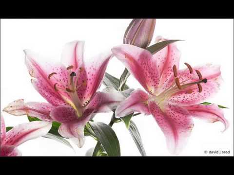 Senza Fine- - Carlo Rustichelli From Avanti!]