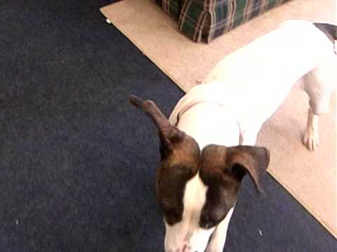 Shelby - Urgent, an adopted Pit Bull Terrier & Boxer Mix in Mansfield, OH_image-1