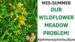 OUR WILDFLOWER SEEDS DIDN'T TAKE IN OUR MINI WILDFLOWER MEADOW!