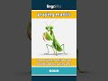 praying mantis - a green insect with long... video thumbnail