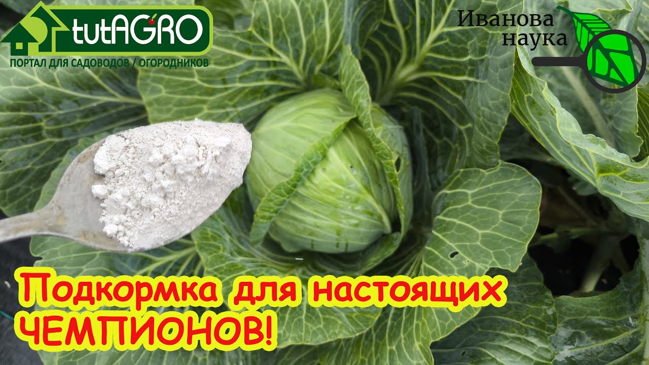 Убойная подкормка для капусты: +100 кг к урожаю! Невероятный результат подкорм