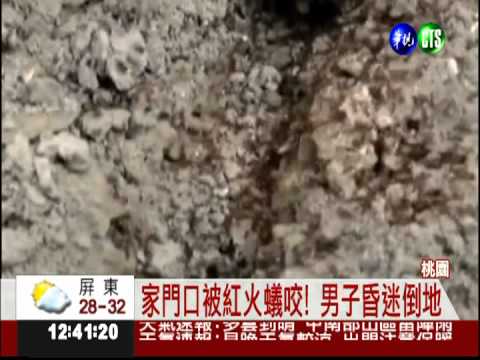 桃園傳紅火蟻! 男子遭咬休克昏迷
