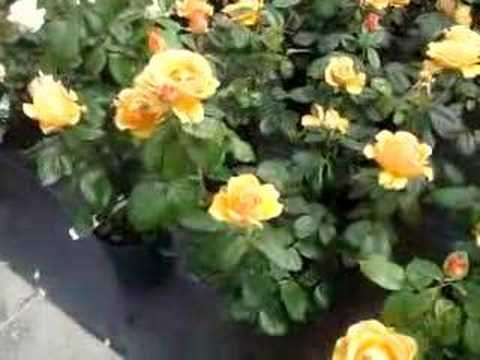 Easy Going - floribunda rose