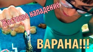 Даже мелкие вараны могут очень больно кусаться