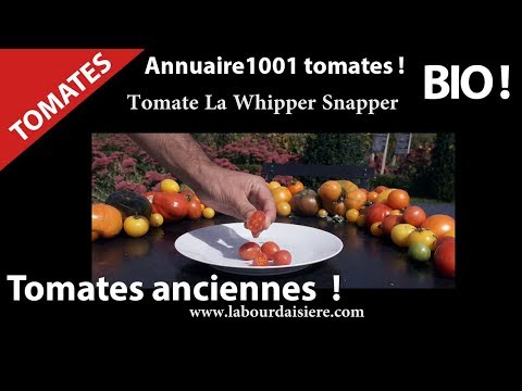 Tomate.12.Magnifique nature ! Stop Pestcides ! Vive le Bio !Tomates Cerise