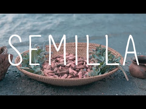 Puel Kona - Semilla