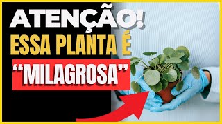 PLANTAS MEDICINAIS: CUIDE DA SUA SAÚDE COM REMÉDIOS NATURAIS NO SEU JARDIM!