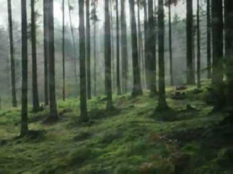 PAVOL HAMMEL   Pieseň pre nikoho