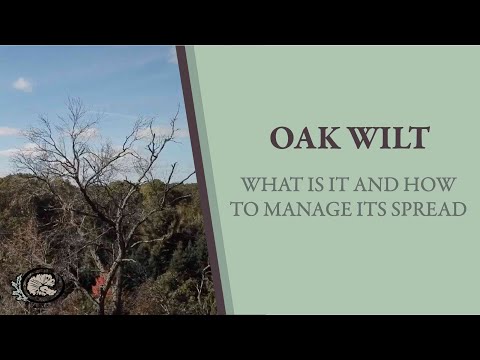 Why Are My Oak Trees Dying? | Oak Wilt: What is it and How to Manage its Spread