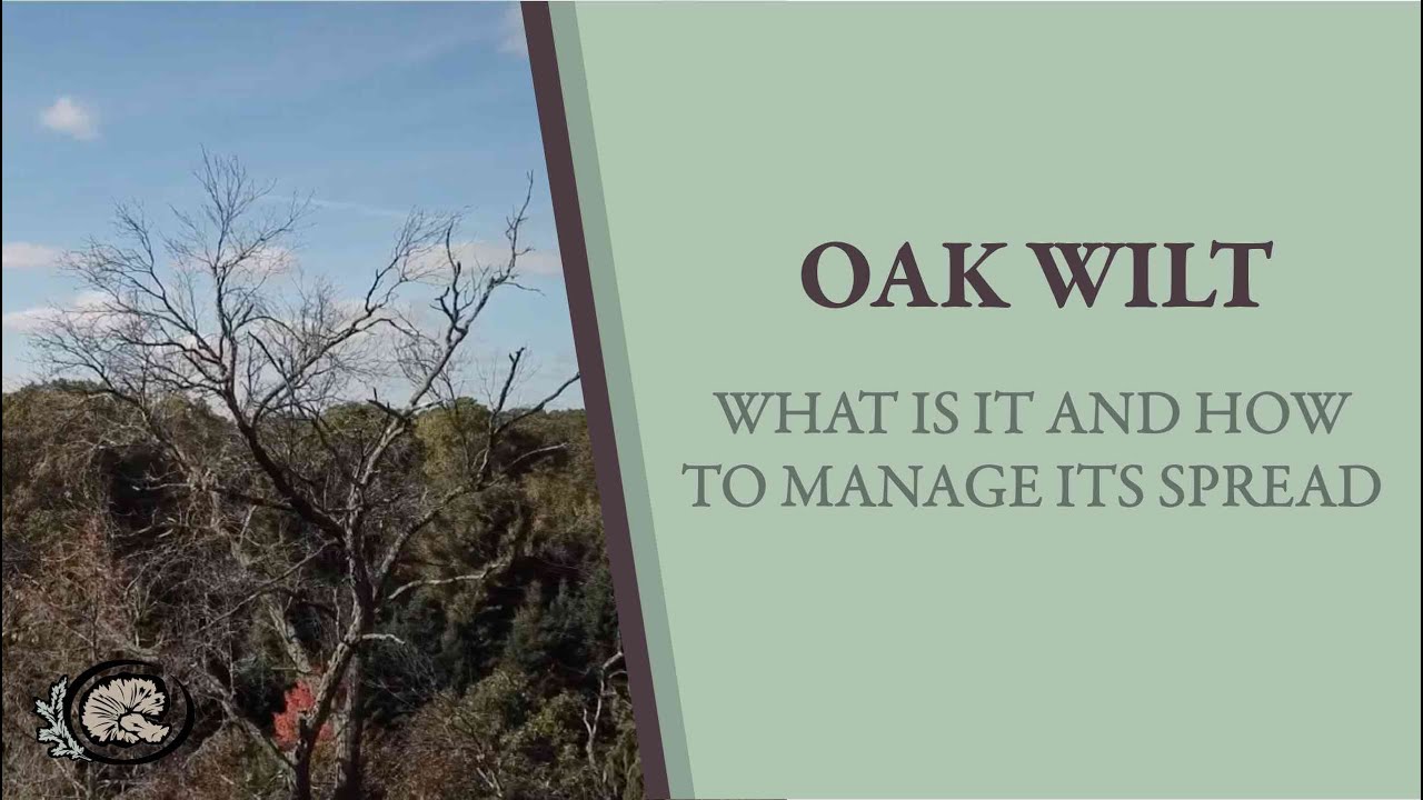 Why are the tips of my oak trees falling off? Tipseri