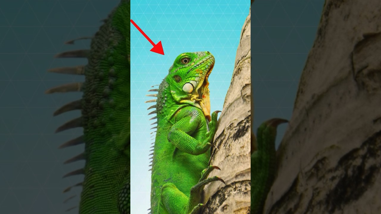 What Do Iguanas Eat?