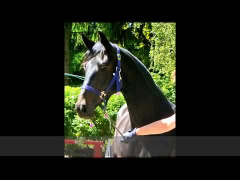 Dina Kiana 3j. Hann. St.  v.  Desiderio   Angard  / SOLD!