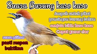 Download lagu suara burung kaso kaso berkicau sangat cepat dan jitu bikin burung kaso kaso bakalan jadi ikut gacor mp3 Download lagu suara burung kaso kaso berkicau sangat cepat dan jitu bikin burung kaso kaso bakalan jadi ikut gacor mp3
