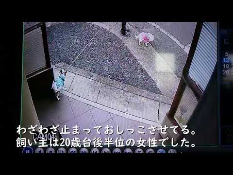 芝生に犬のおしっこが落ちる:黄ばみを防ぐ方法 トピックス