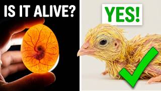 How to Candle Eggs (Are They Actually Alive?)
