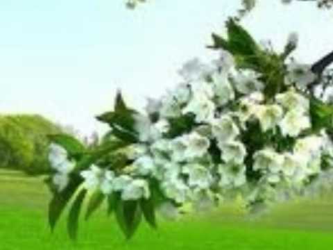 "Verbum nobile" aria Stanisława śpiewa Z. Klimek