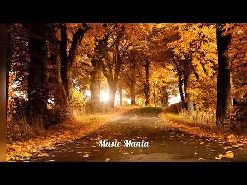 Denztrix X SNE - Morning