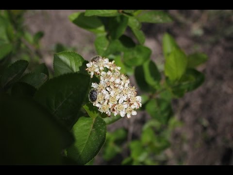 Aronija melanocarpa cvetanje 2016