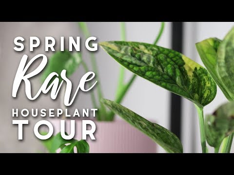 Rare Houseplant Tour! | Spring 2019 | Indoor Jungle Tour