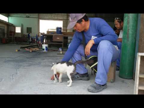 CAT AND MEN in Qatar