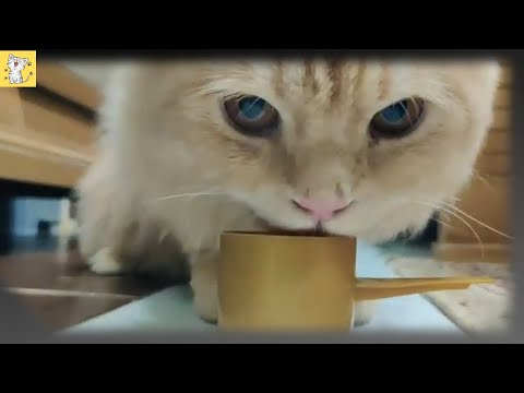cute baby cat funny eating | cats compilation videos #Mjpetlovers #cateating #catfood #hungrycat