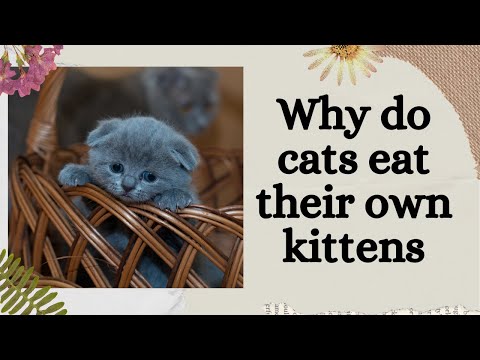 Why do cats eat their own kittens/puppies? |