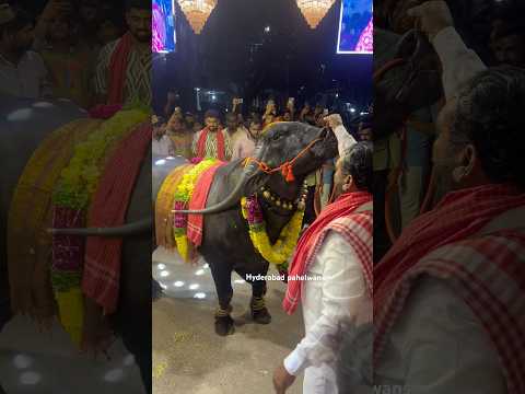 Laddu yadav lifting big bull at Swapna Yadav sadar aagman 2024 | Sadar festival 2024 #ytshort #yt