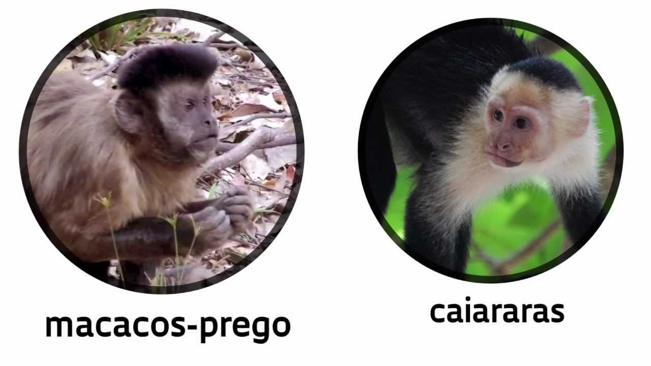 Ramificações ancestrais dos macacos-prego