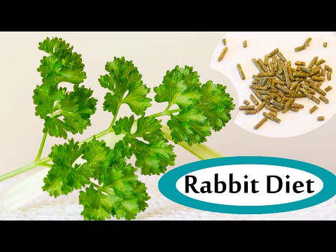 What to Feed Your Rabbit - Basic Diet | Bunny Basics