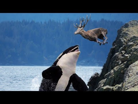 BADASS Ocean Creatures That EAT Land Animals!