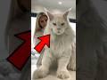 Why Do Maine Coons Follow You Everywhere Mainecoon Cat Shorts Pets