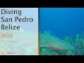 Diving - Nurse Sharks and more - San Pedro - Belize 2016