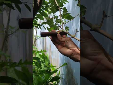 , title : 'Chiết cành nho dễ dàng tại nhà - Bạn sẽ có cả vườn nho|Plant grafting and tree care techniques #2476'
