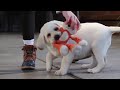 Labrador Retriever dogs for sale: Seth - Video 1