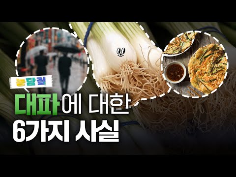 대파, 당신이 몰랐던 6가지 사실ㅣ농담짚