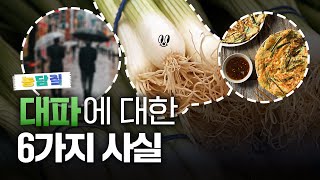 대파, 당신이 몰랐던 6가지 사실ㅣ농담짚