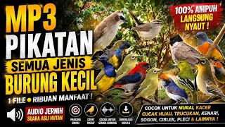 Download lagu SUARA PIKAT UNTUK SEMUA JENIS BURUNG KECIL  PALING AMPUH mp3
