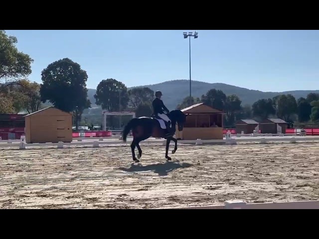 Superbe jument de dressage