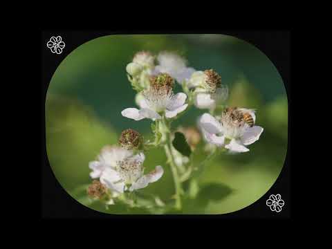 Still Woozy - Lemon [Lyric Visualizer]