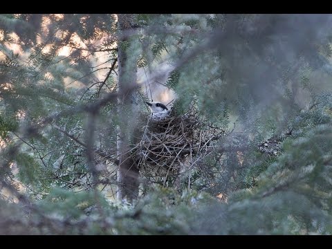 Decline of Gray Jays in Algonquin Provincial Park