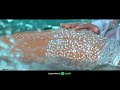 Galipatha 2 Ninu Bagehariyada Hadu Sharmila Mandre Sunil Hit Song